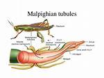 Do All Insects Have Malpighian Tubules?