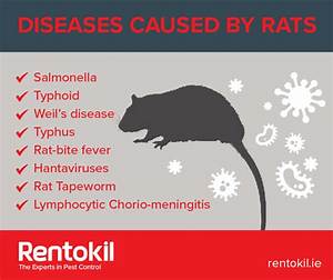 Do All Rats Carry Diseases?