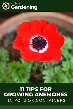 Do Anemones Self Seed?