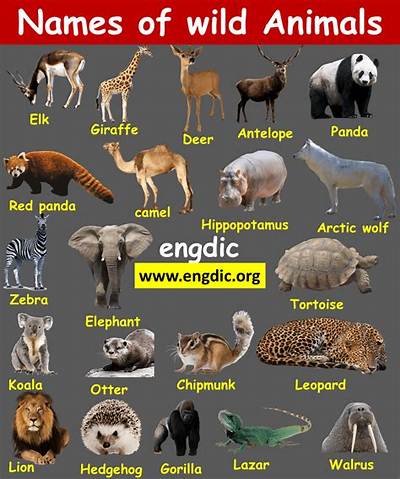 Do Animals Know Their Names?