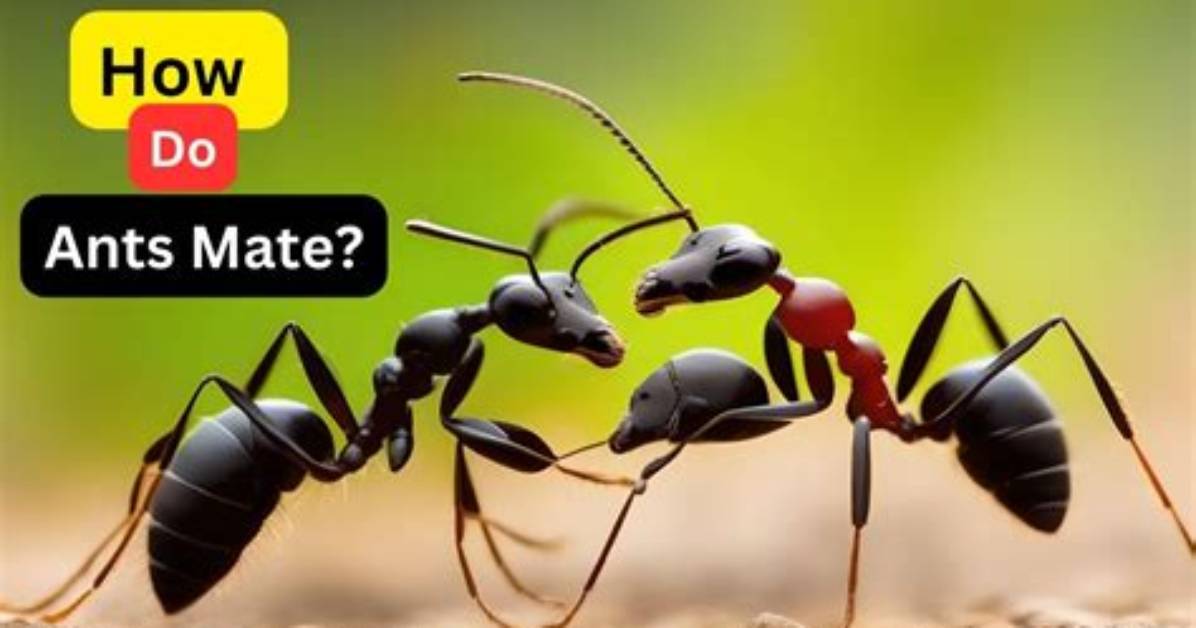 Do Ants Mate?