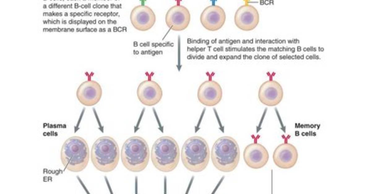 Do B Cells Undergo Clonal Selection?
