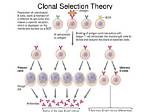 Do B Cells Undergo Clonal Selection?