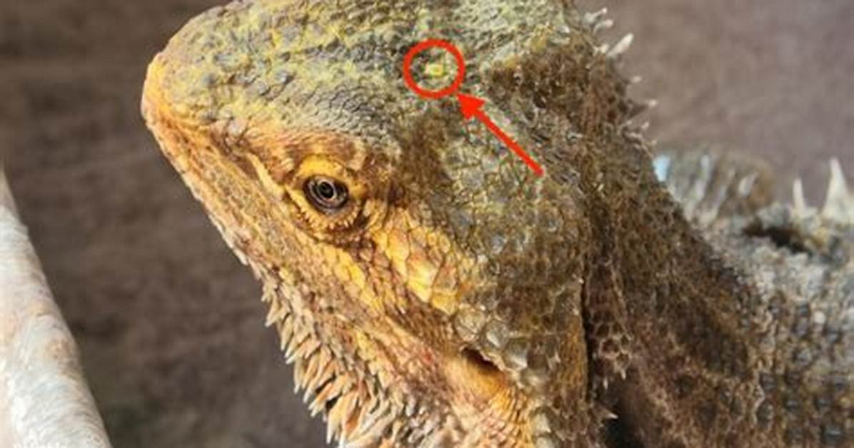 Do Bearded Dragons Have Third Eye?