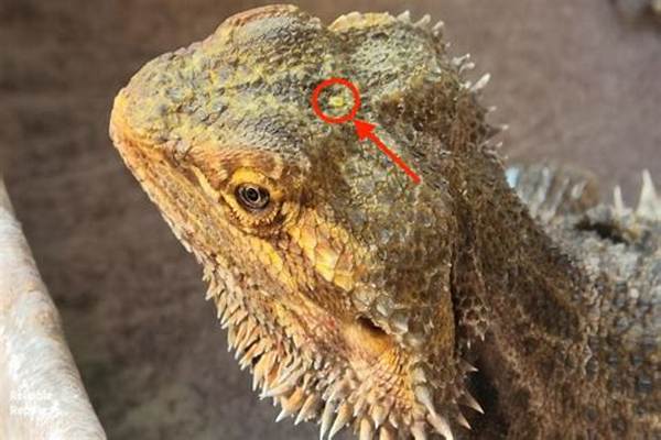 Do Bearded Dragons Have Third Eye?