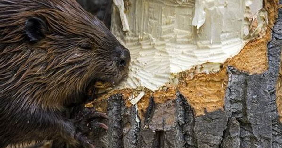 Do Beavers Eat Fish?