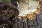Do Beavers Eat Fish?