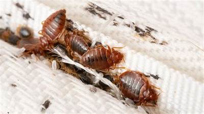 Do Bedbugs Buzz?