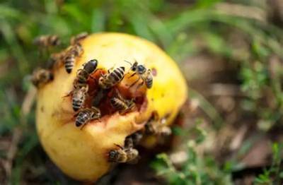 Do Bees Eat Apples?