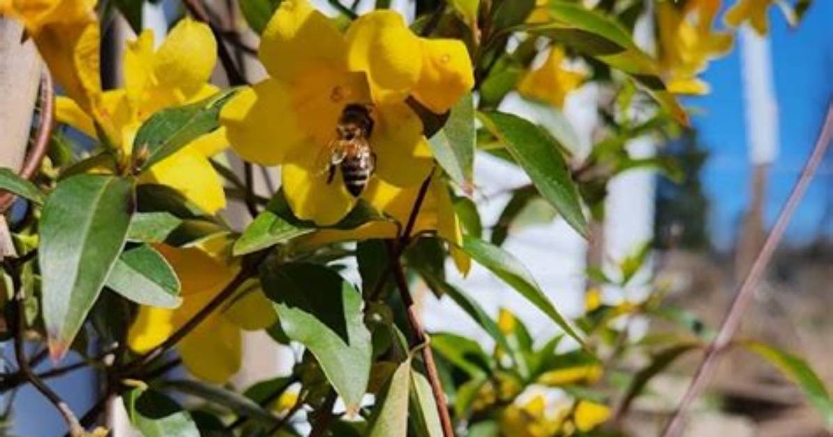 Do Bees Like Carolina Jessamine?
