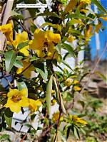 Do Bees Like Carolina Jessamine?