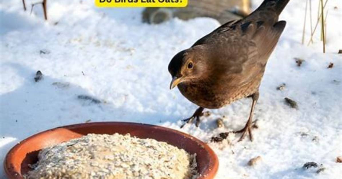 Do Birds Eat Oatmeal?
