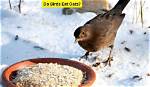 Do Birds Eat Oatmeal?