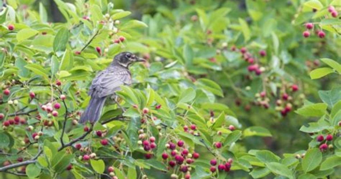 Do Birds Eat Viburnum Berries?