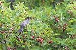 Do Birds Eat Viburnum Berries?
