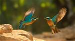 Do Birds Have to Flap Their Wings to Fly?