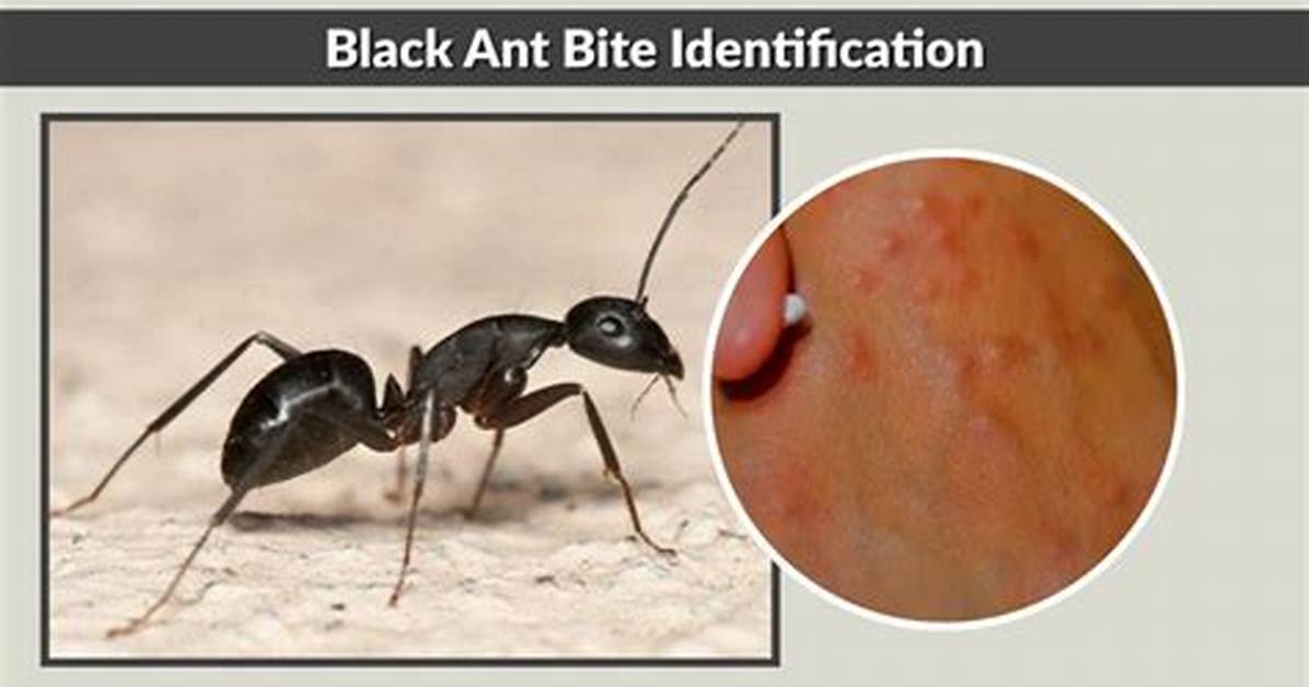 Do Black Ants Bite Itch?