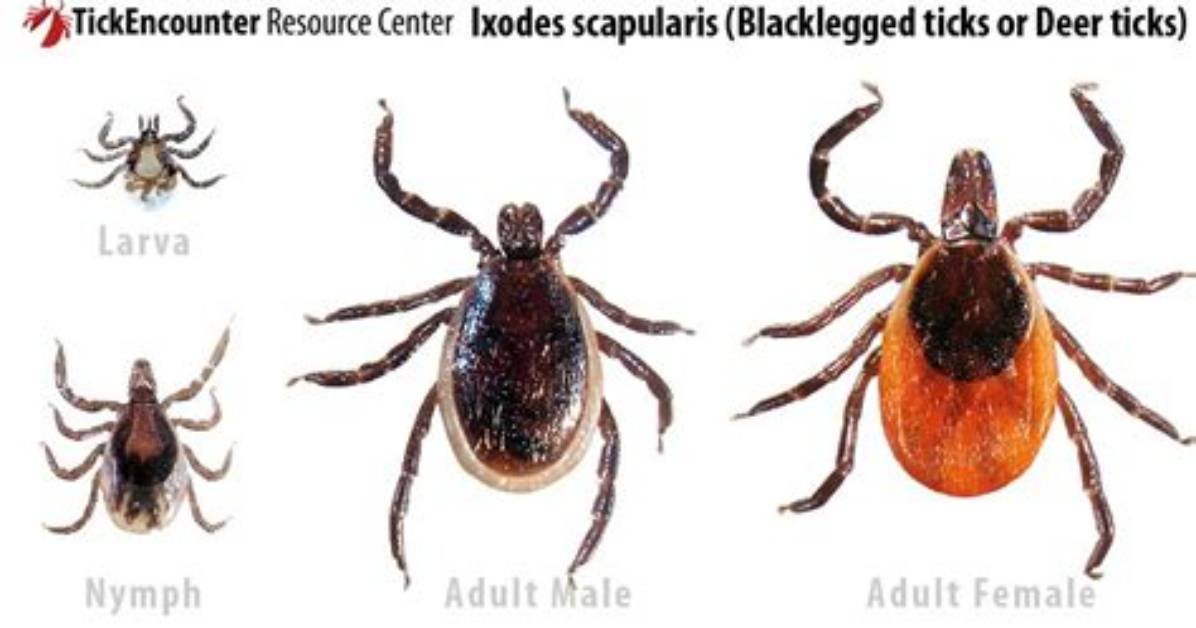 Do Black-Legged Ticks Have Wings?