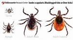 Do Black-Legged Ticks Have Wings?