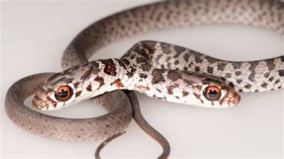 Do Black Snakes Come in Pairs?
