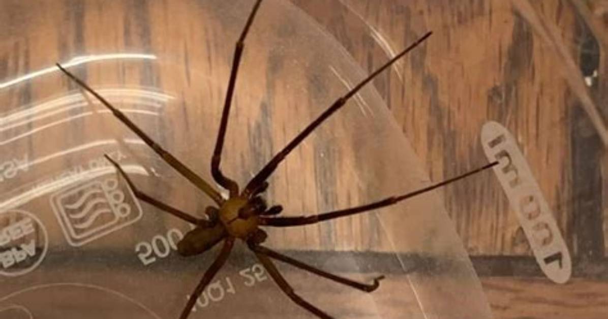 Do Brown Recluse Spiders Live in Walls?