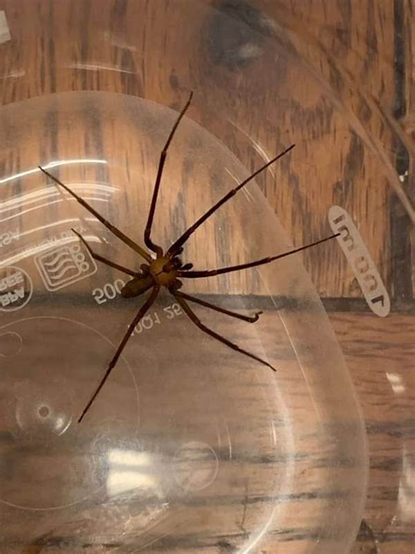 Do Brown Recluse Spiders Live in Walls?