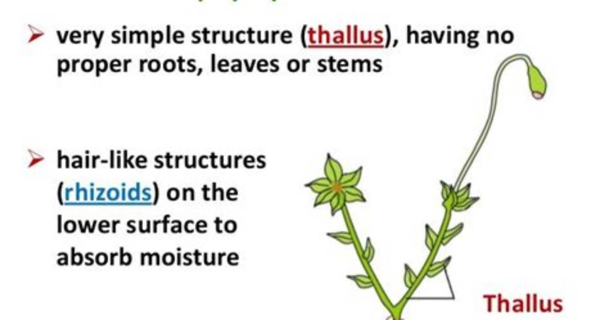 Do Bryophytes Have Thallus?