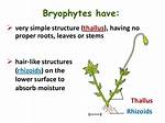 Do Bryophytes Have Thallus?