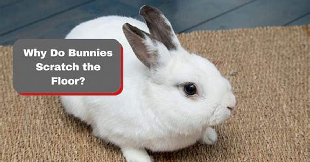 Do Bunnies Like Scratching Posts?