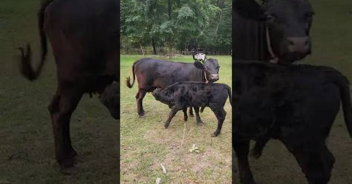 Do Calf Weaners Work?