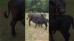 Do Calf Weaners Work?