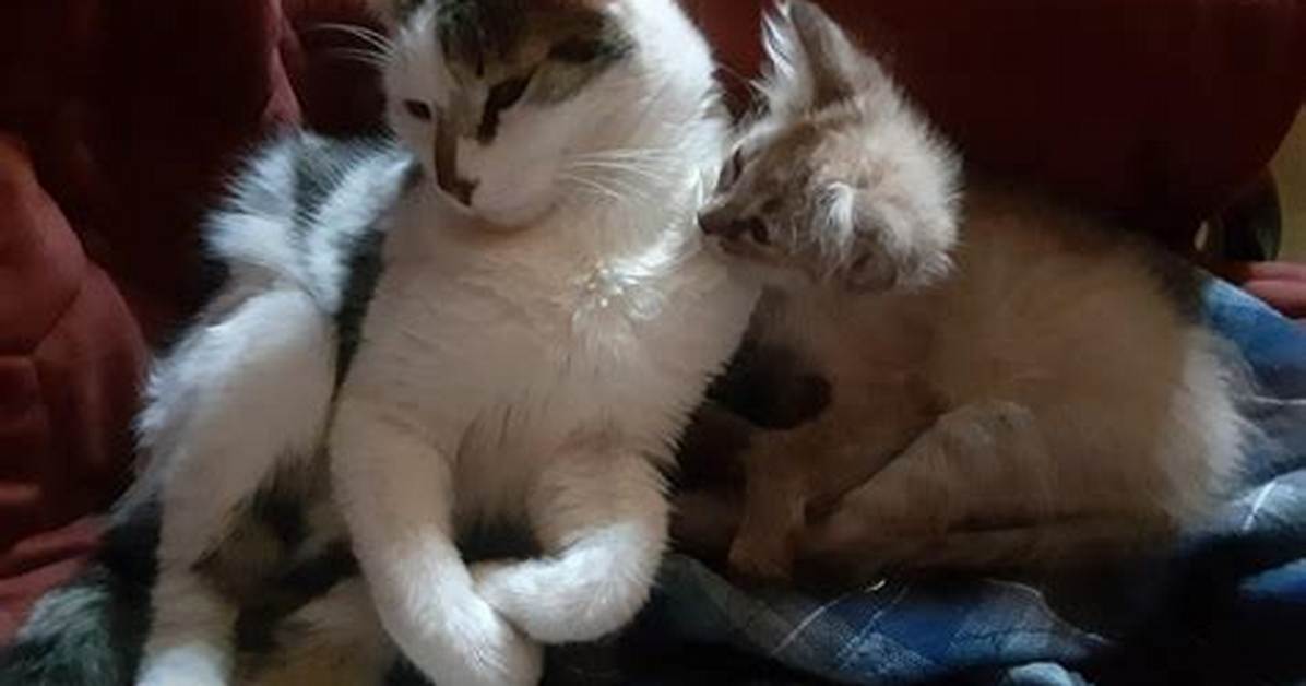 Do Cats Cuddle Because They Love You?
