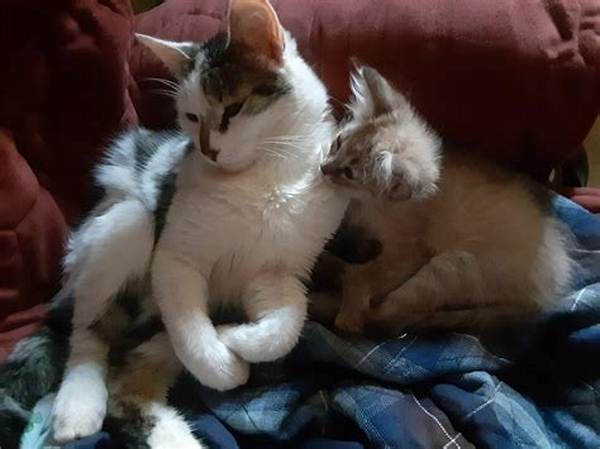 Do Cats Cuddle Because They Love You?