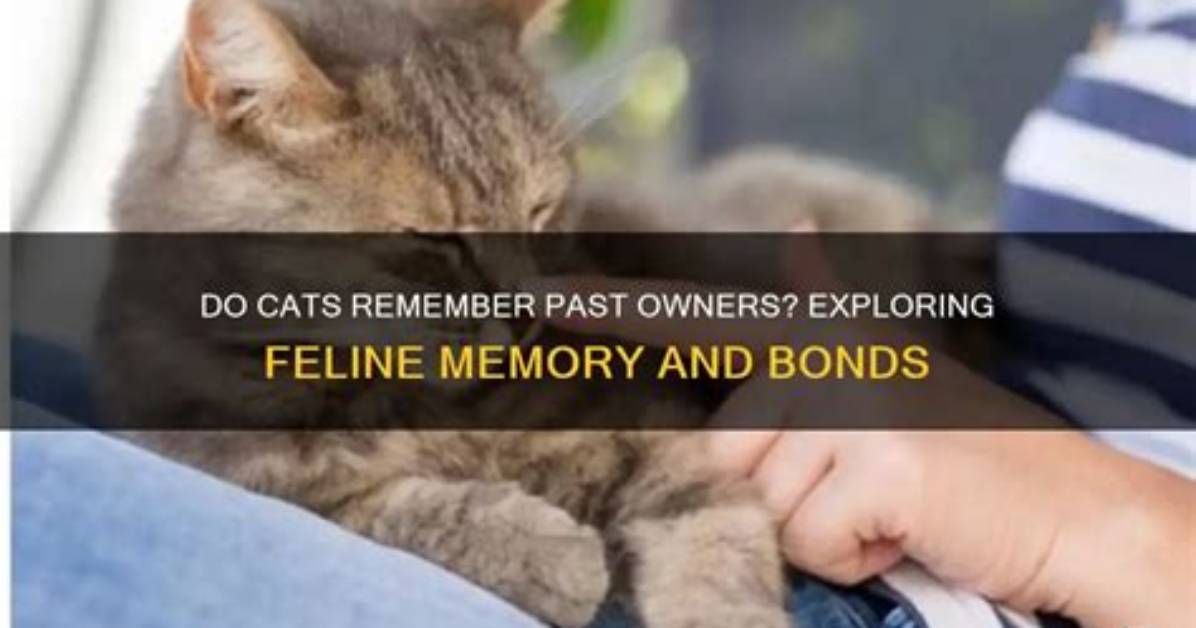 Do Cats Have Memories of Previous Owners?