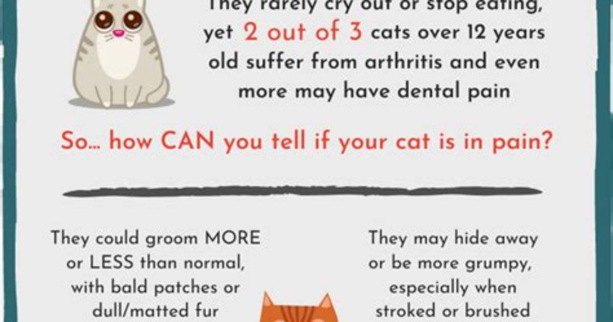 Do Cats Hide Pain?