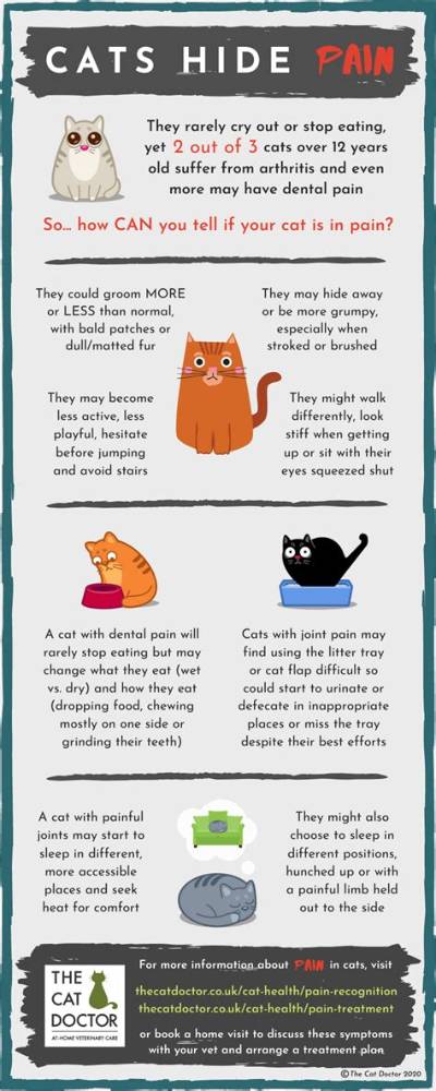 Do Cats Hide Pain?