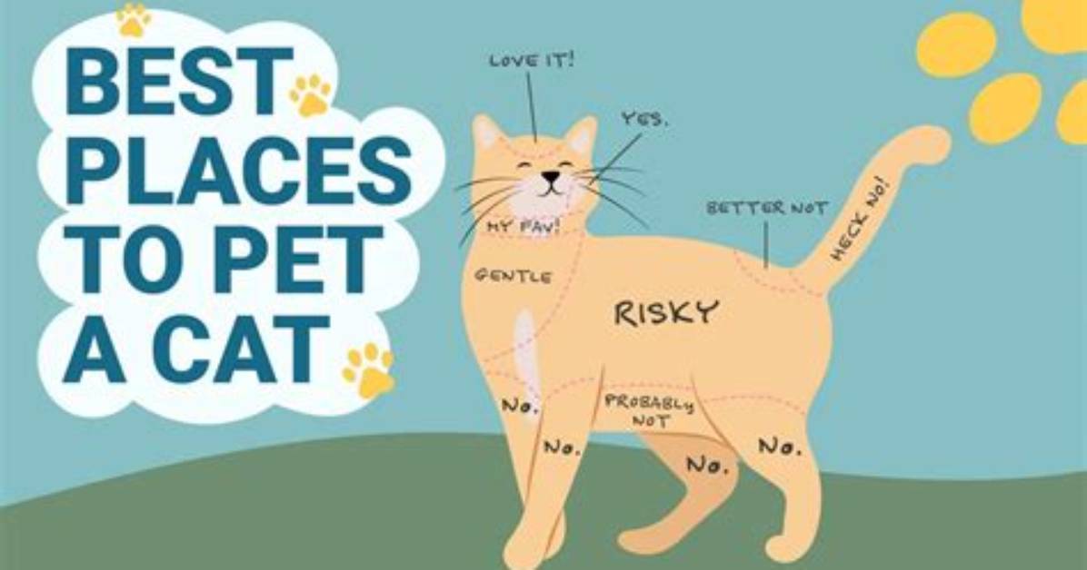 Do Cats Like the Inside of Their Ears Rubbed?