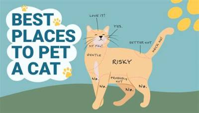 Do Cats Like the Inside of Their Ears Rubbed?