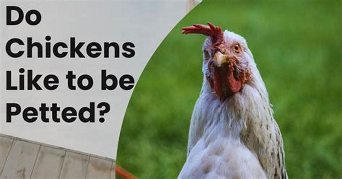 Do Chickens Like to Be Petted?