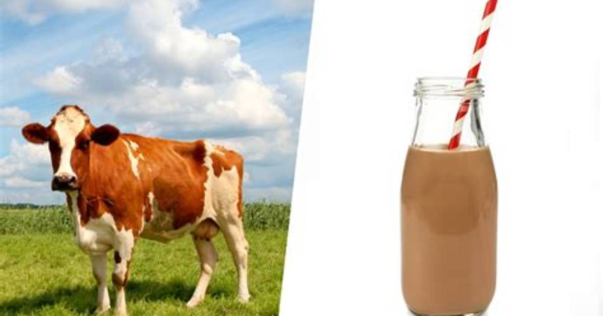Do Chocolate Milk Comes from Brown Cows?