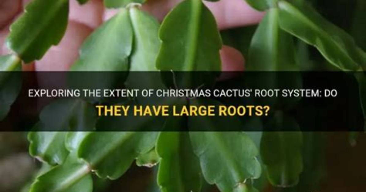 Do Christmas Cactus Like to Be Root Bound?