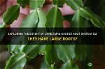 Do Christmas Cactus Like to Be Root Bound?