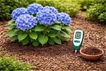 Do Coffee Grounds Turn Hydrangeas Blue?