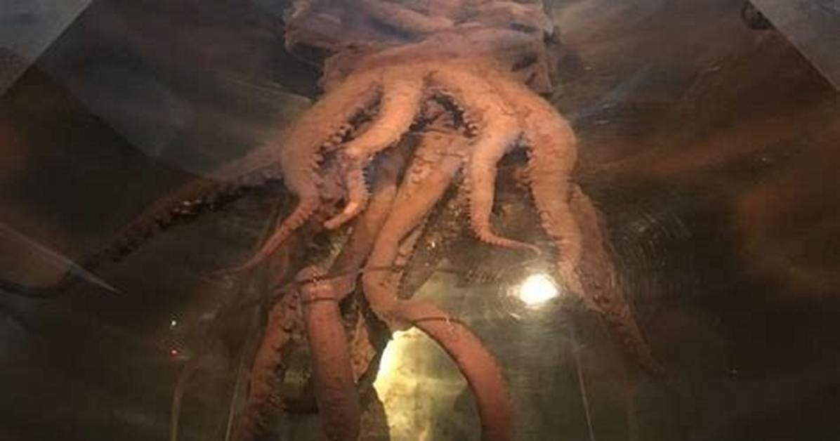 Do Colossal Squids Still Exist?