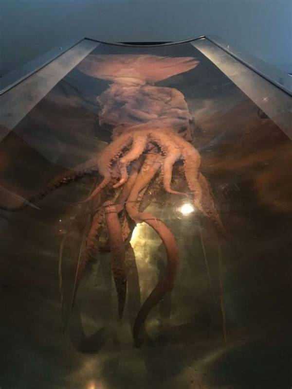 Do Colossal Squids Still Exist?