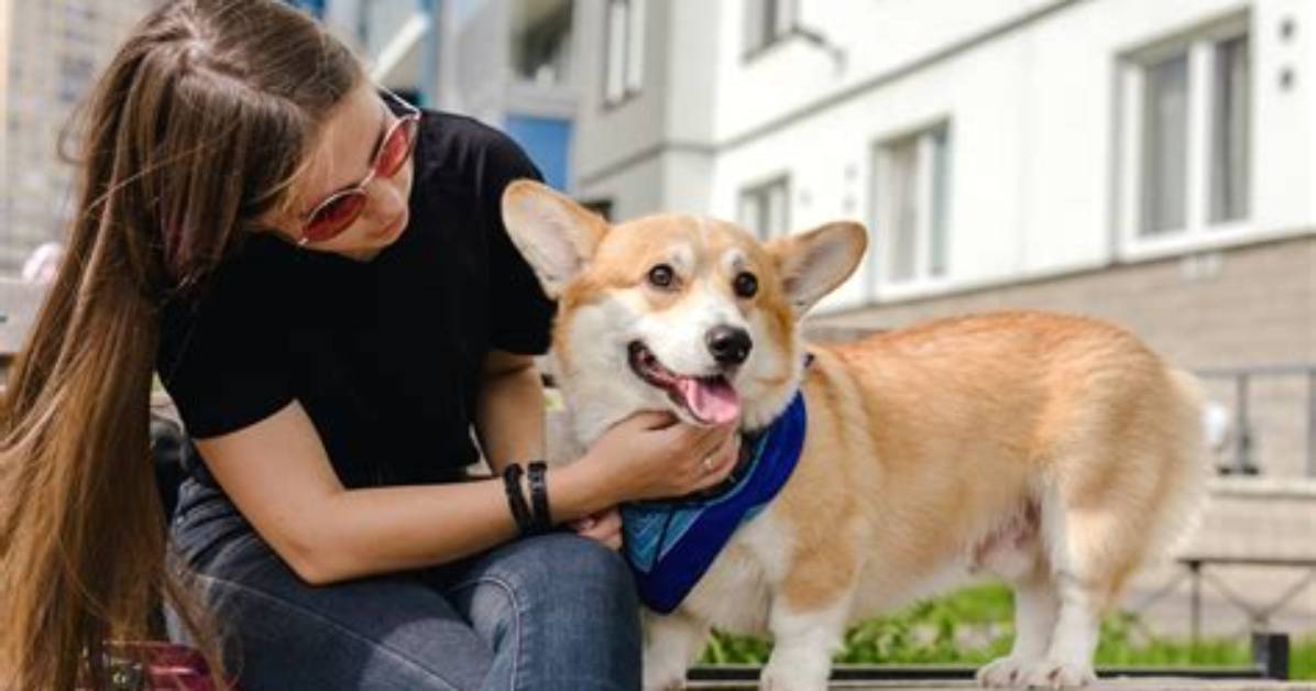 Do Corgis Bond to One Person?