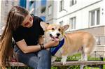 Do Corgis Bond to One Person?