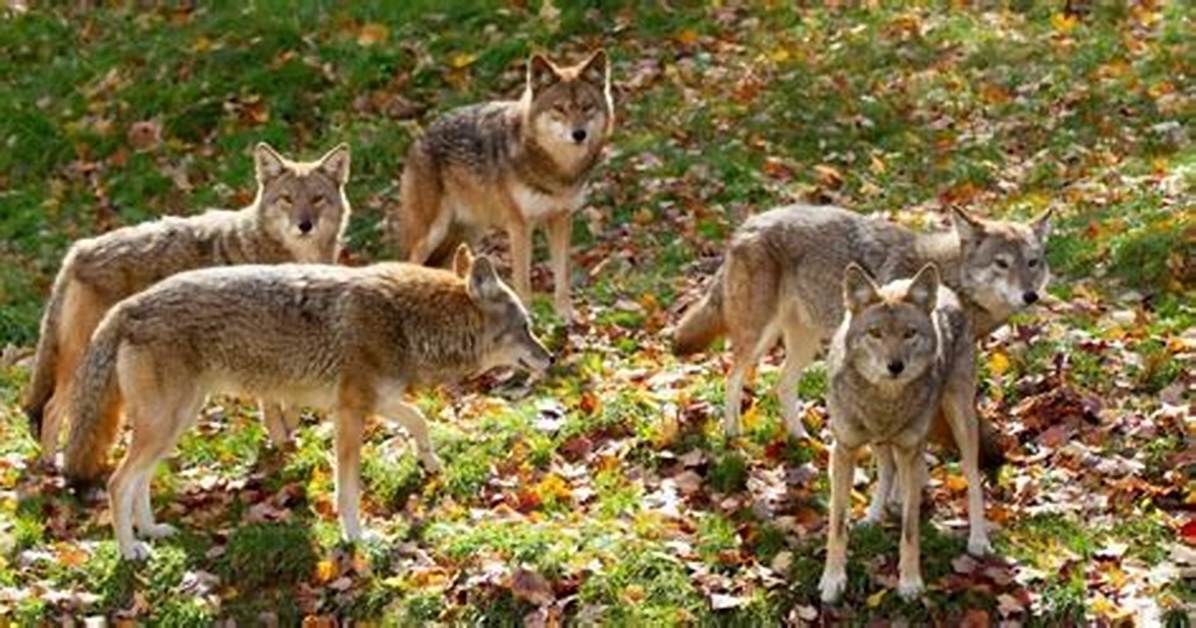 Do Coyotes Move in Packs?