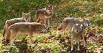 Do Coyotes Move in Packs?
