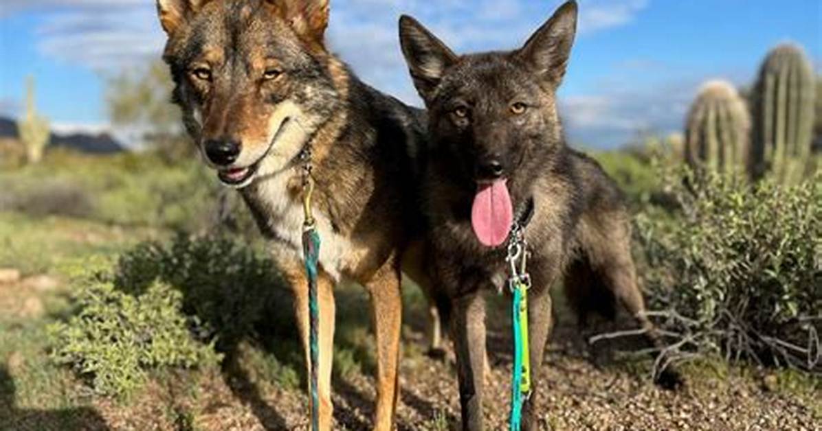 Do Coyotes Try to Mate with Dogs?